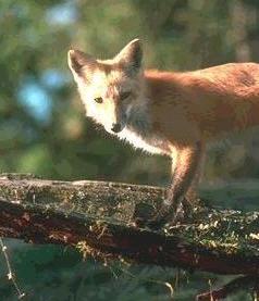 grey fox