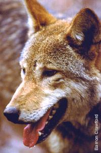 A random, lovely red wolf